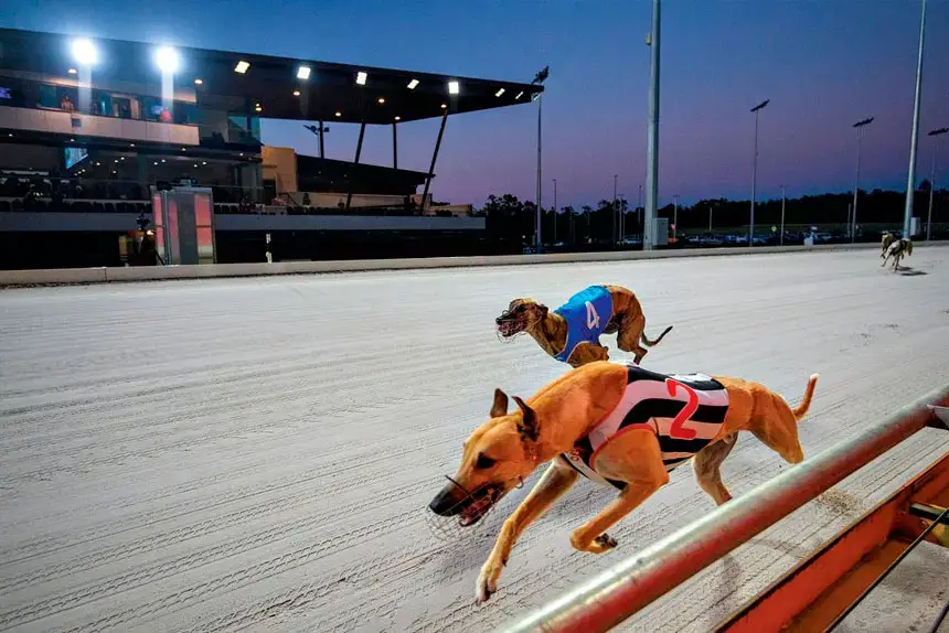 Mr Lasso (foreground) took out the first heat for the QGold Rookies. PHOTO: Queensland Greyhound Racing Club Facebook