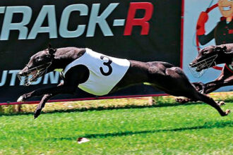 Zipping Kravitz took out the Bob Vernon Memorial Final at Capalaba last month before building his fence of wins.