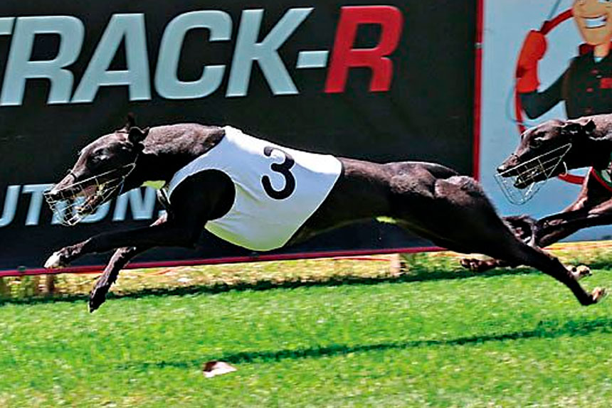 Zipping Kravitz took out the Bob Vernon Memorial Final at Capalaba last month before building his fence of wins.