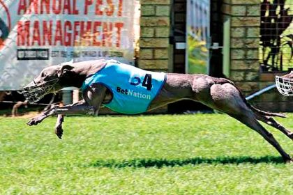 Kyoto has been a picture of consistency down the Capalaba straight.