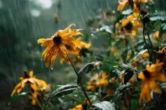 The need for hand-watering reduces immediately.