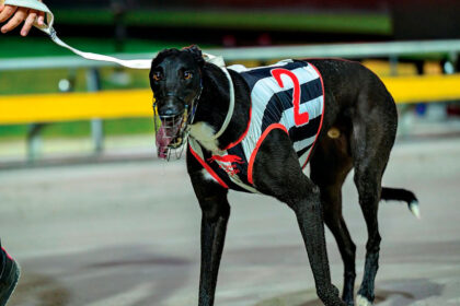 Zipping Kravitz looks pleased with himself after showing his pace to take out final heat of Queensland Derby. PHOTOS: QGRC Facebook by Box 1 Photography