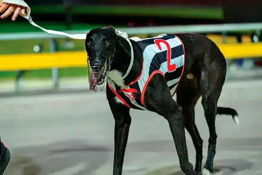 Zipping Kravitz looks pleased with himself after showing his pace to take out final heat of Queensland Derby. PHOTOS: QGRC Facebook by Box 1 Photography