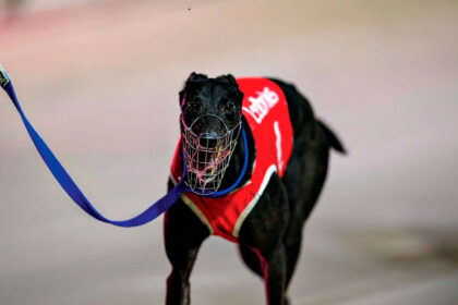 Autumn Storm is among the favourites. (QGRC)