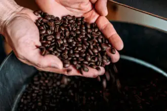 New Arabica Varieties Give Australian Coffee Fresh Hope