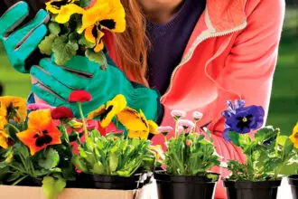 Plants can draw toxic chemicals into their structure.