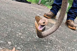 EXPERT HANDS: A licensed snake catcher should be contacted for safe relocation.