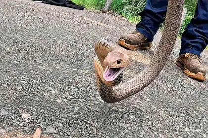 EXPERT HANDS: A licensed snake catcher should be contacted for safe relocation.
