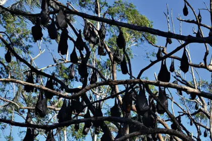 HANGING OUT: Council is closely watching flying-fox activity in Ipswich.