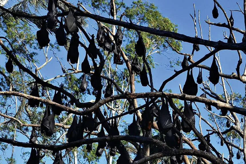 HANGING OUT: Council is closely watching flying-fox activity in Ipswich.