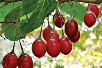 Tamarillos grow in clusters and can vary in colour.