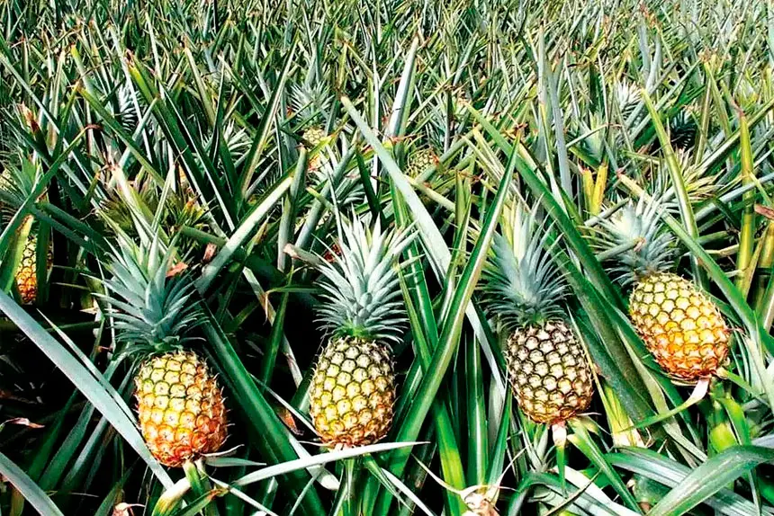 How to grow pineapples at home for free