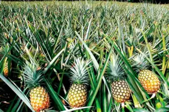How to grow pineapples at home part 3 guide
