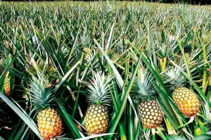 How to grow pineapples at home part 3 guide