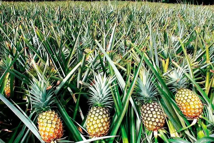 How to grow pineapples at home part 3 guide
