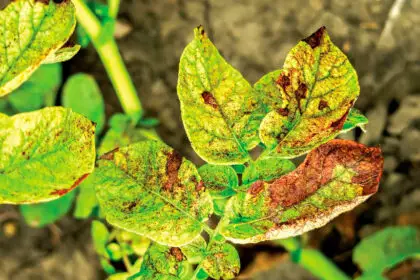 Stripe rust can be devastating for wheat crops.