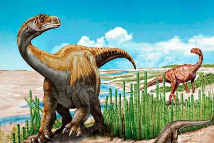 A fossil mark found at New Chum in the mid-1960s is now believed to belong to an early sauropodomorph.