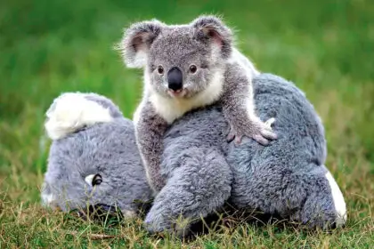 TIME TO ACT: Experts say the future of koalas – already listed as endangered – will depend on how effectively governments protect and restore native habitat.