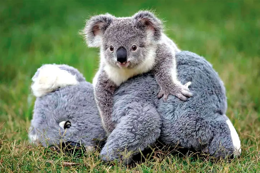 TIME TO ACT: Experts say the future of koalas – already listed as endangered – will depend on how effectively governments protect and restore native habitat.