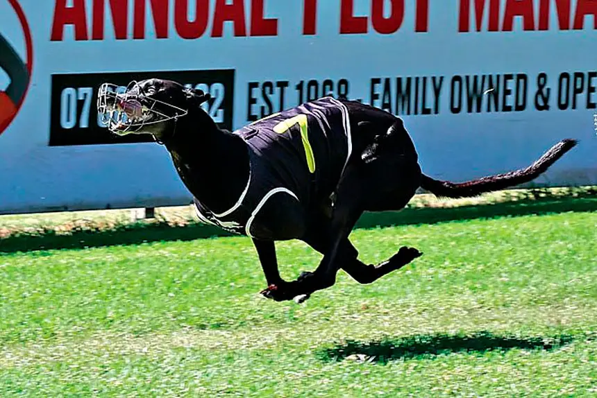 Salsa in full flight at Capalaba