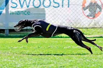 MOVING UP: Salsa, a speedy dog on the rise.