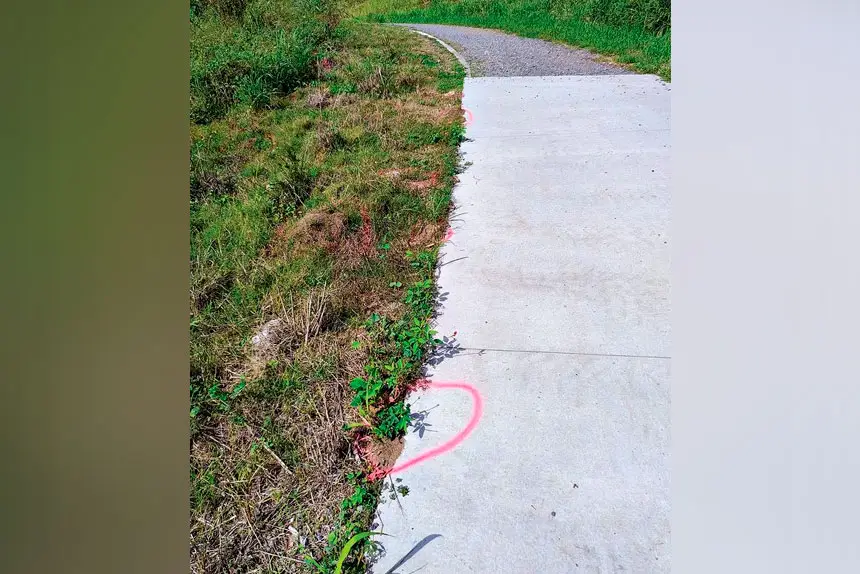 LITTLE PESTS: Fire ants are one of our most invasive pests.