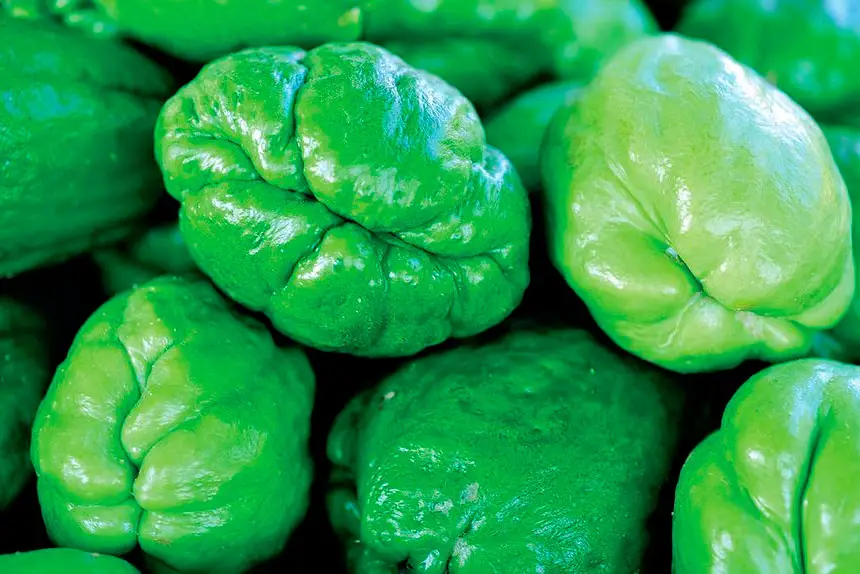 The humble choko is very versatile.