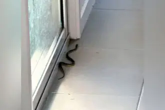 Snakes remain active.
