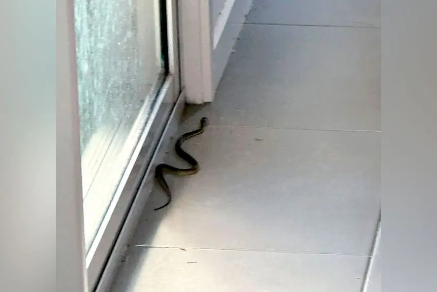Snakes remain active.