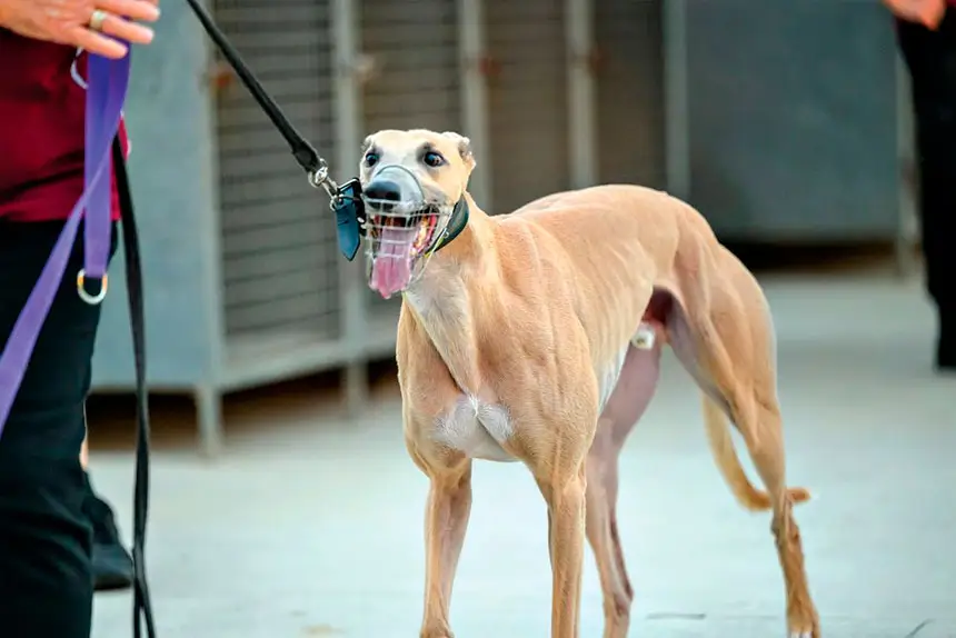 TOO STRONG: Neame is the picture of confidence and class. (Queensland Greyhound Racing Club Facebook)
