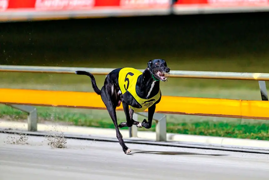 FOREIGN FLYER: Victorian raider Dramatical arrived ready to showcase his talent and in his heat win he did just that.