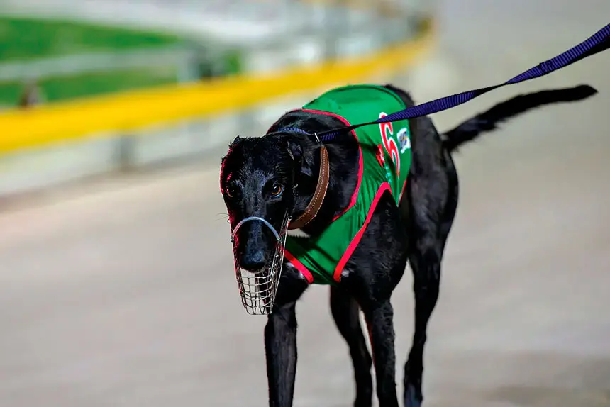 TOO GOOD: Cumbria Jack didn’t give his rivals a chance.