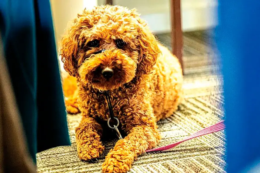 TOUGH CALL: When determining who should keep a pet, courts consider a range of factors.