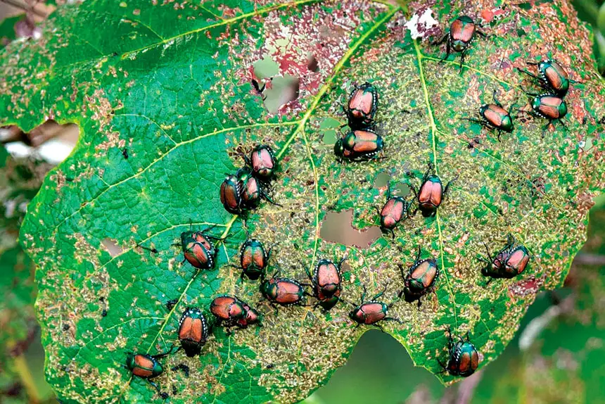 Bugs can destroy your plants if left to do their thing.