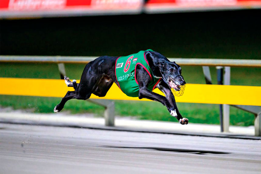 HE’S FLYING: Gold Force is airborne on his way to another win. (Queensland Greyhound Racing Club Facebox – Box 1 Photography)