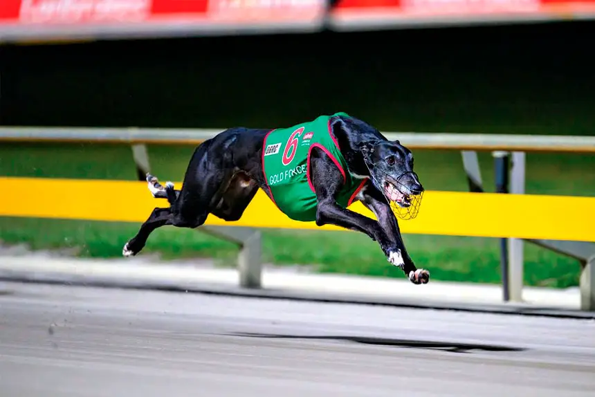 HE’S FLYING: Gold Force is airborne on his way to another win. (Queensland Greyhound Racing Club Facebox – Box 1 Photography)