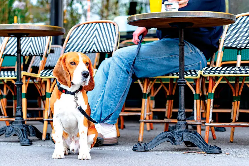 COFFEE BREAK: Dogs can enjoy a stop at a pet-friendly cafe.
