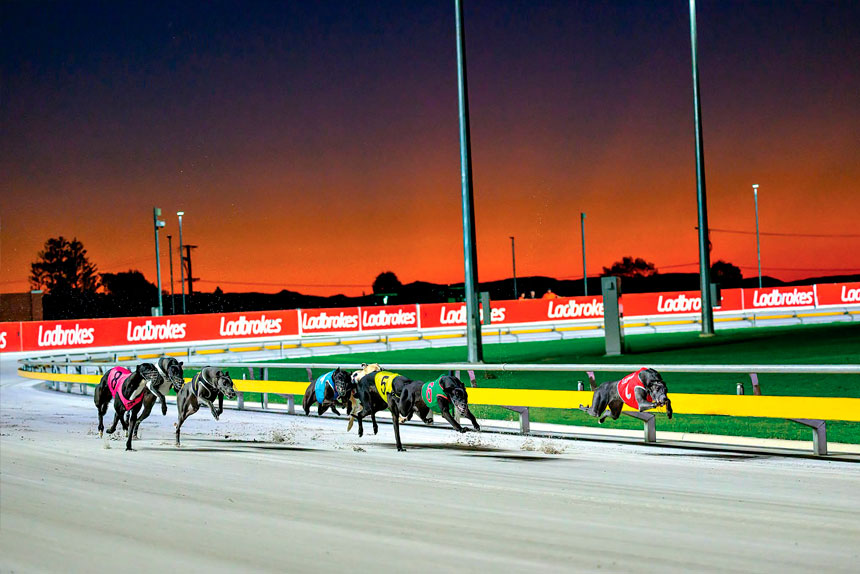 The Q2 Parklands is next-level greyhound racing. PHOTO: (Queensland Greyhound Racing Association)