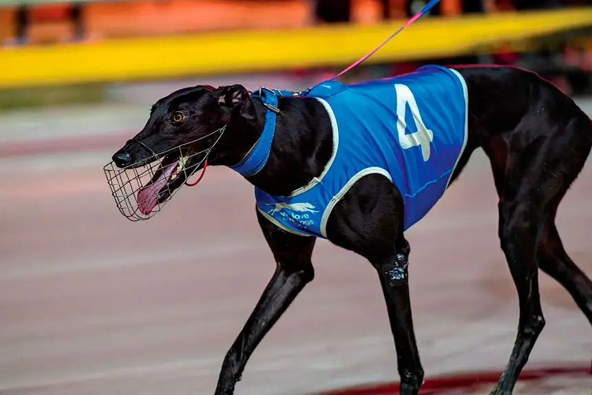 TOO QUICK: Soiree takes out heat one of the Queensland National Distance.