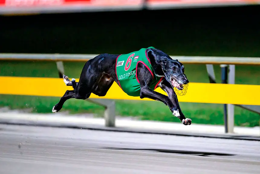 SHINING BRIGHT: Gold Force is the fastest sprinter on the planet as his career continues to build.