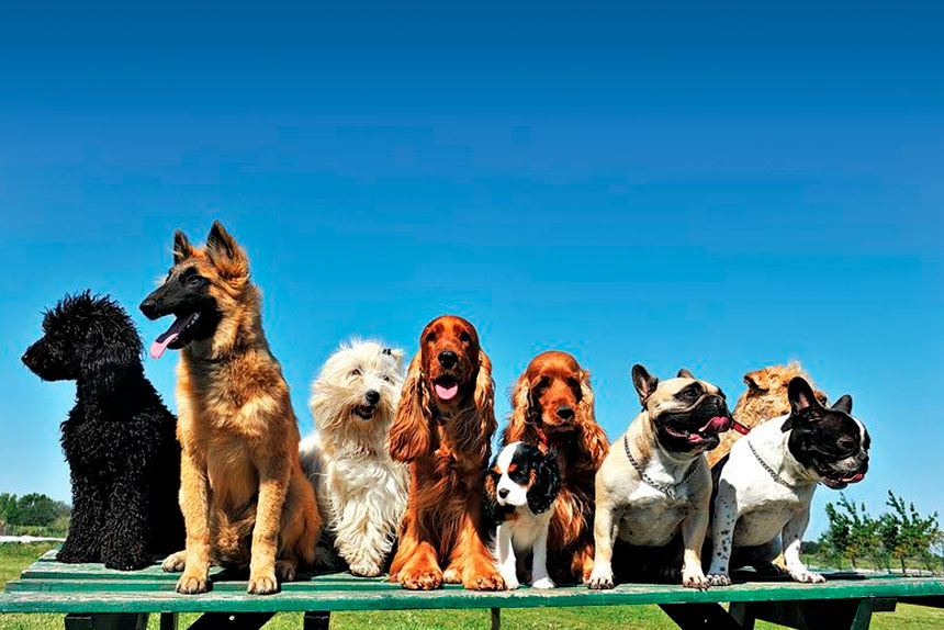 BORDER COLLIES LEAD THE PACK AS IPSWICH’S TOP DOGS