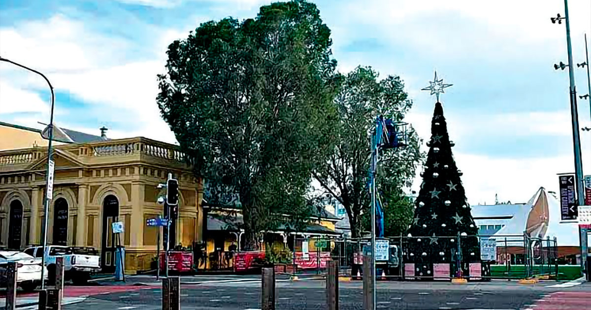 NO PROTECTION: It’s a failed bid to protect two mature trees.