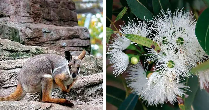 (Left) The brush-tailed rock wallaby is the fauna emblem for Ipswich. (Right) The Plunkett mallee is the flora emblem for Ipswich.
