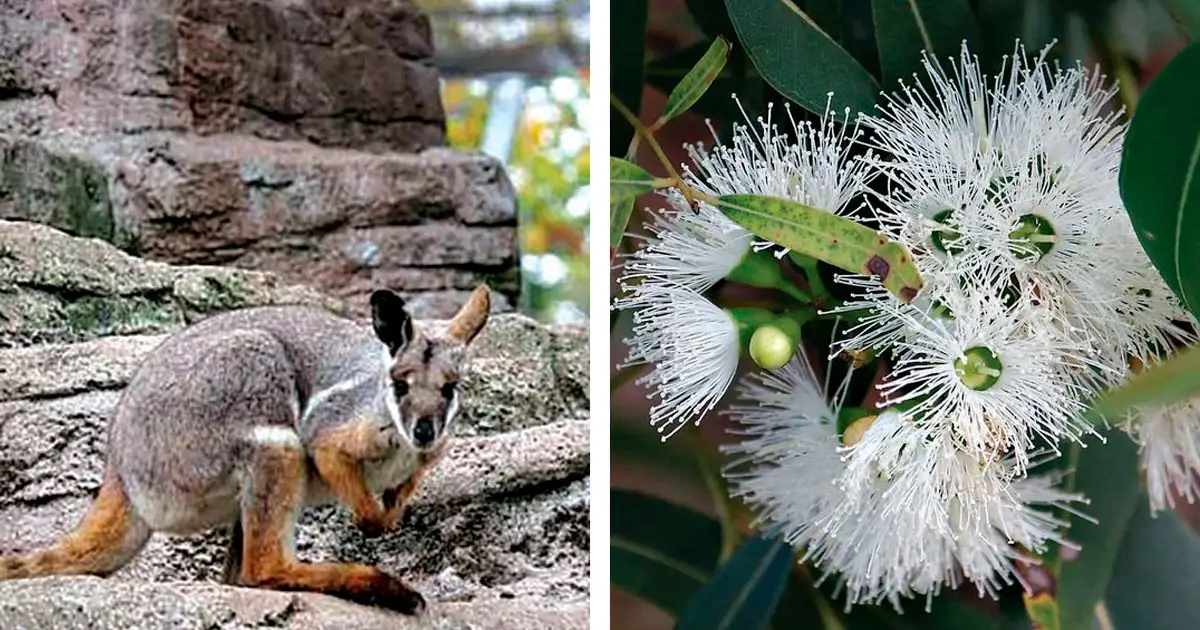 (Left) The brush-tailed rock wallaby is the fauna emblem for Ipswich. (Right) The Plunkett mallee is the flora emblem for Ipswich.