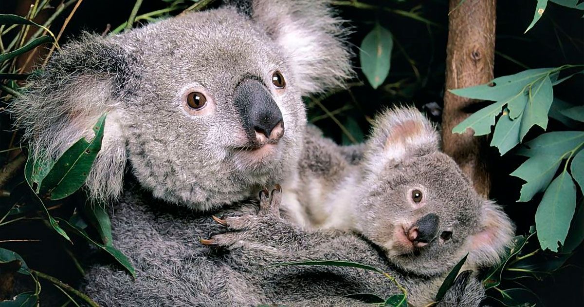 Koalas are officially listed as endangered in Queensland.
