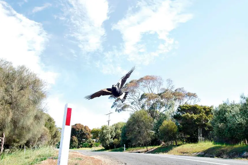 DANGER TIME: Birds perceive people as a threat – it’s as simple as that.