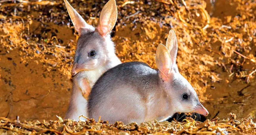 ICONIC SPECIES: Possessing powerful digging claws, bilbies live in deep burrows which have complex networks.