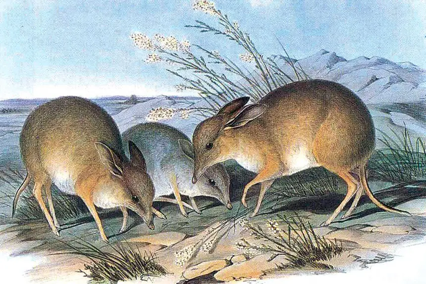 The pig-footed bandicoot.