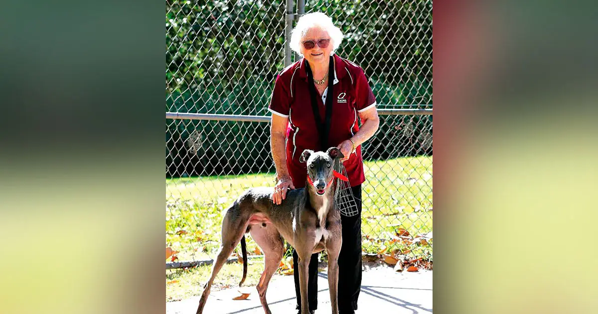 WINNING RUN: Before his streak of wins at Q2, Tuckeroo Road was getting it done at the Capalaba Track (Just Greyhound Photos).