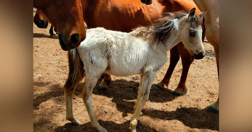 The offending primarily involved horses.